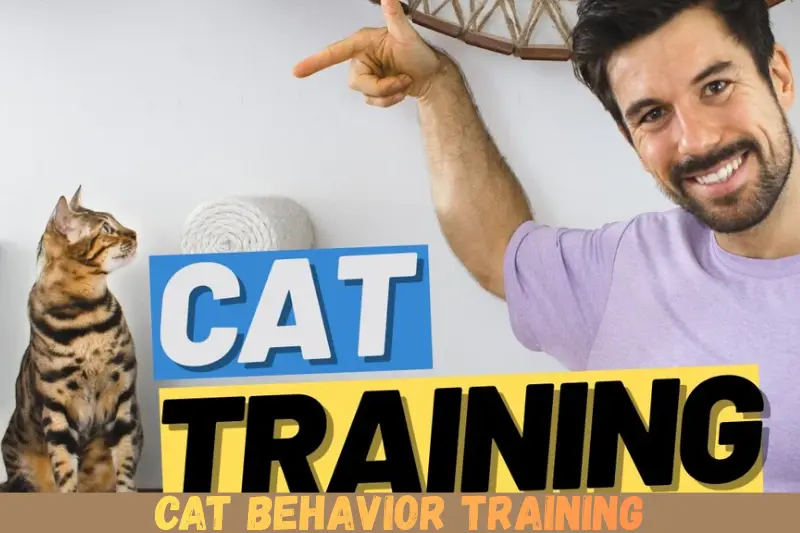 cat behavior training