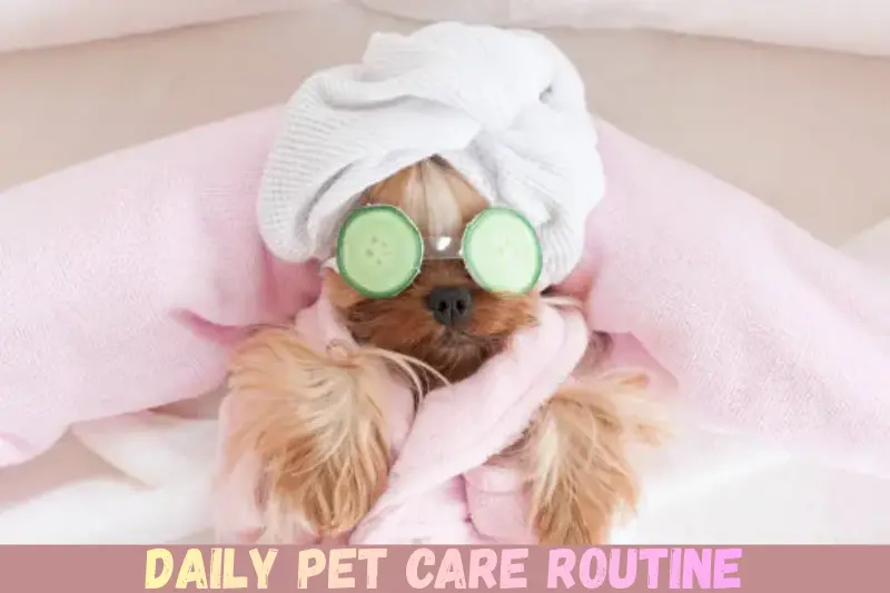 daily pet care routine