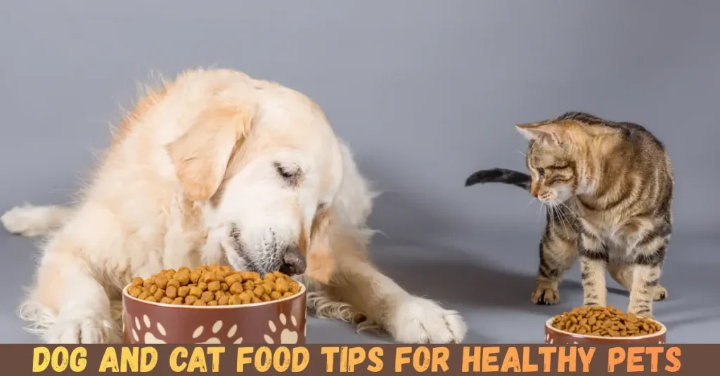 dog and cat food tips for healthy pets