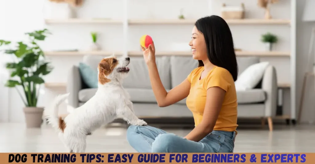 Dog Training Tips: Easy Guide For Beginners & Experts dog training tips easy guide for beginners & experts