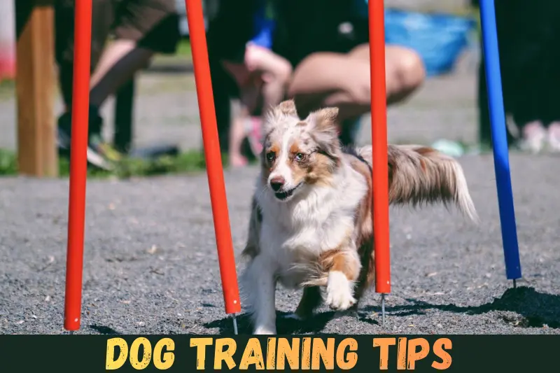 dog training tips