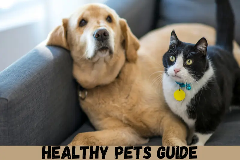 healthy pets guide
