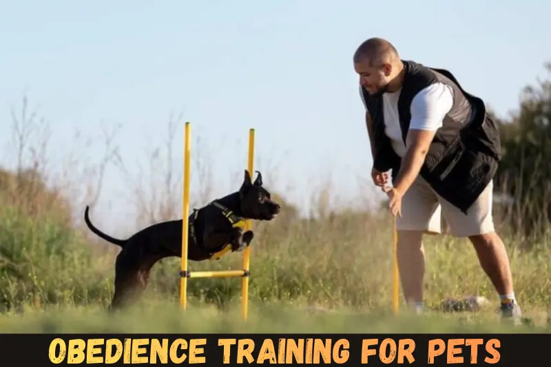 obedience training for pets