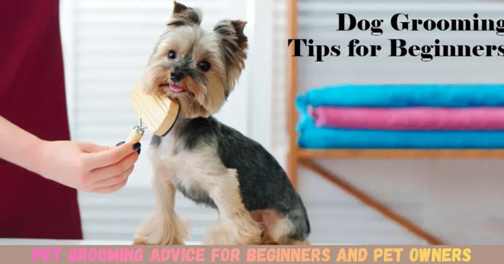 pet grooming advice for beginners and pet owners