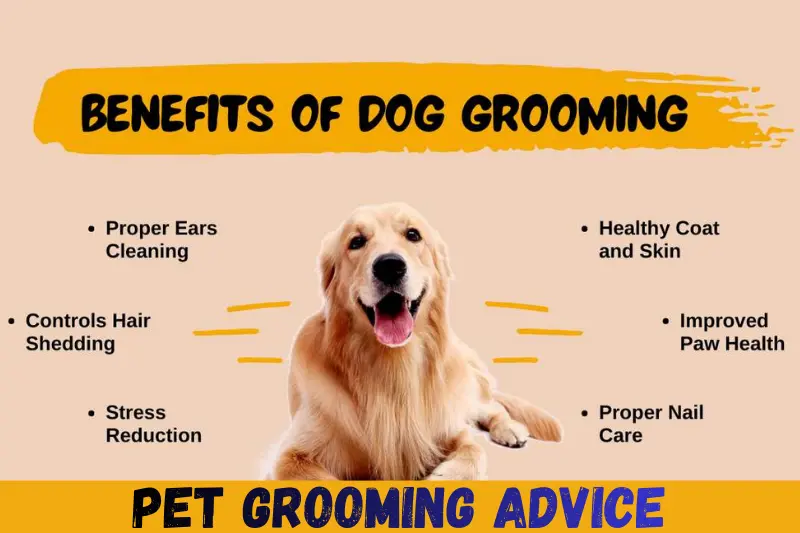 pet grooming advice
