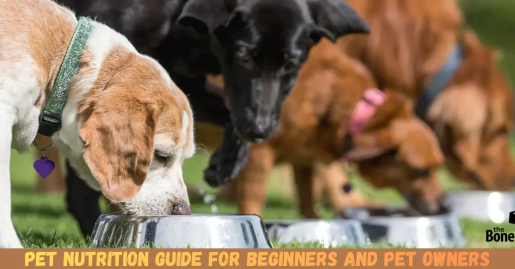 Pet Nutrition Guide For Beginners And Pet Owners pet nutrition guide for beginners and pet owners