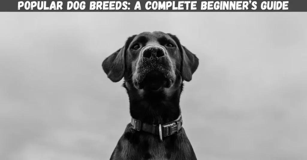 Popular Dog Breeds: A Complete Beginner’s Guide popular dog breeds a complete beginner’s guide
