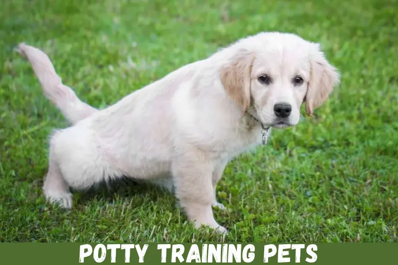 potty training pets