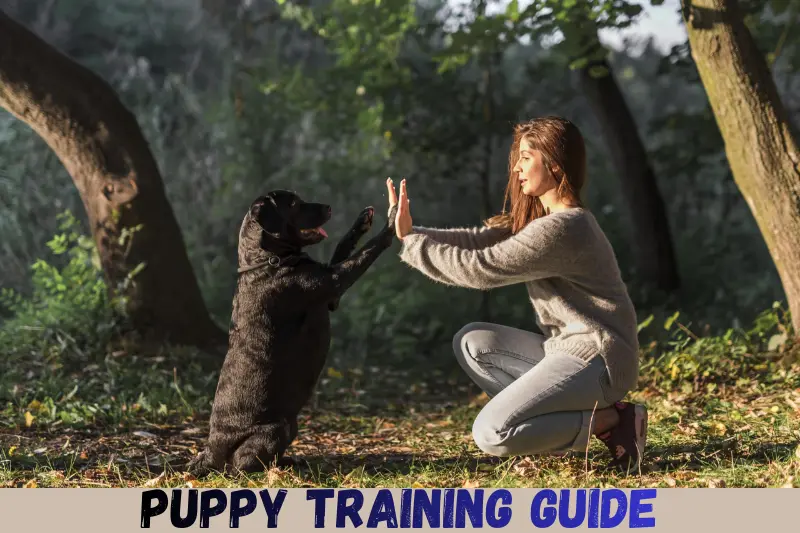 puppy training guide