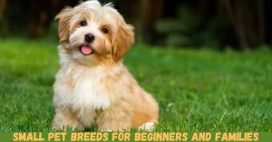 small pet breeds for beginners and families