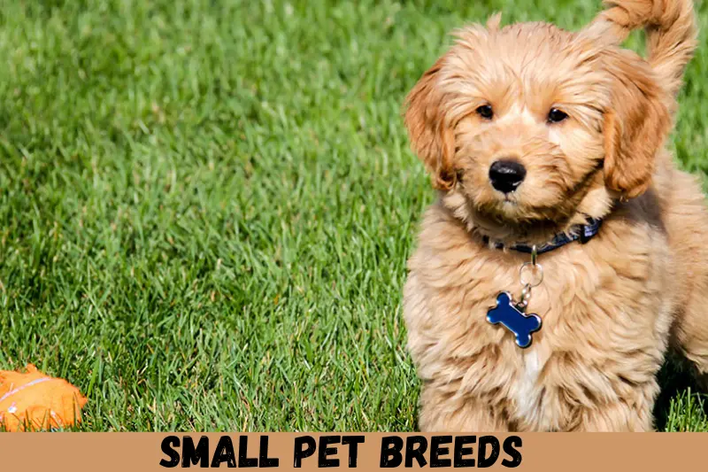 small pet breeds